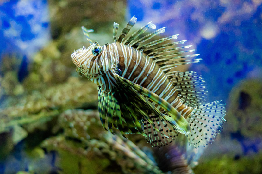 Acuario Mundo Marino | Santa Marta
