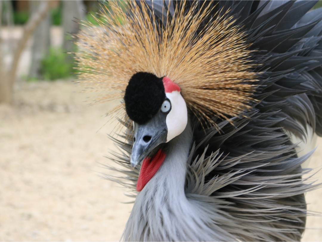 Aviario Nacional de Colombia | Cartagena